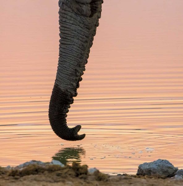 Namibia, Etosha NP Drinking elephant at sunset